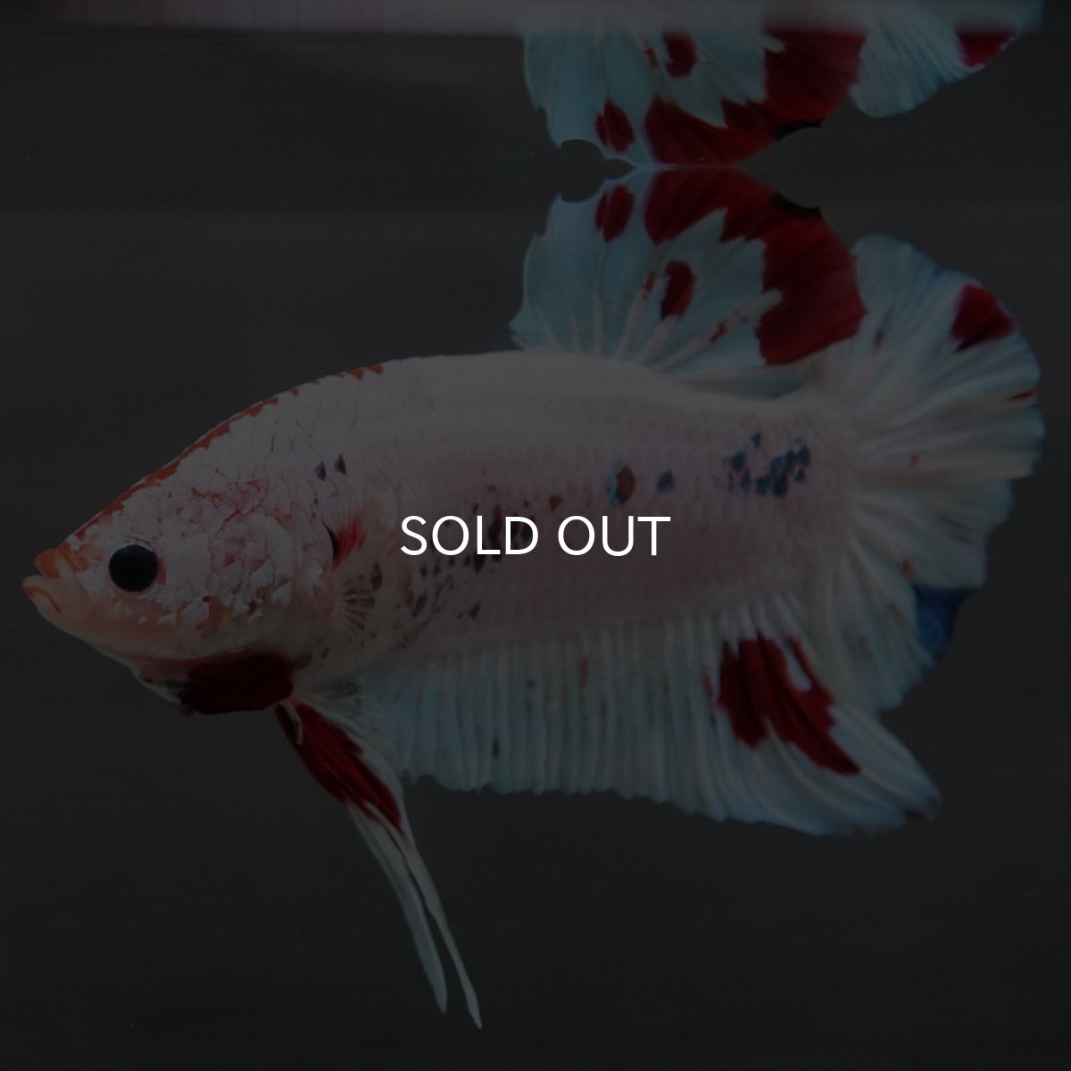 画像6: GHMPK ホワイトファンシー (6)