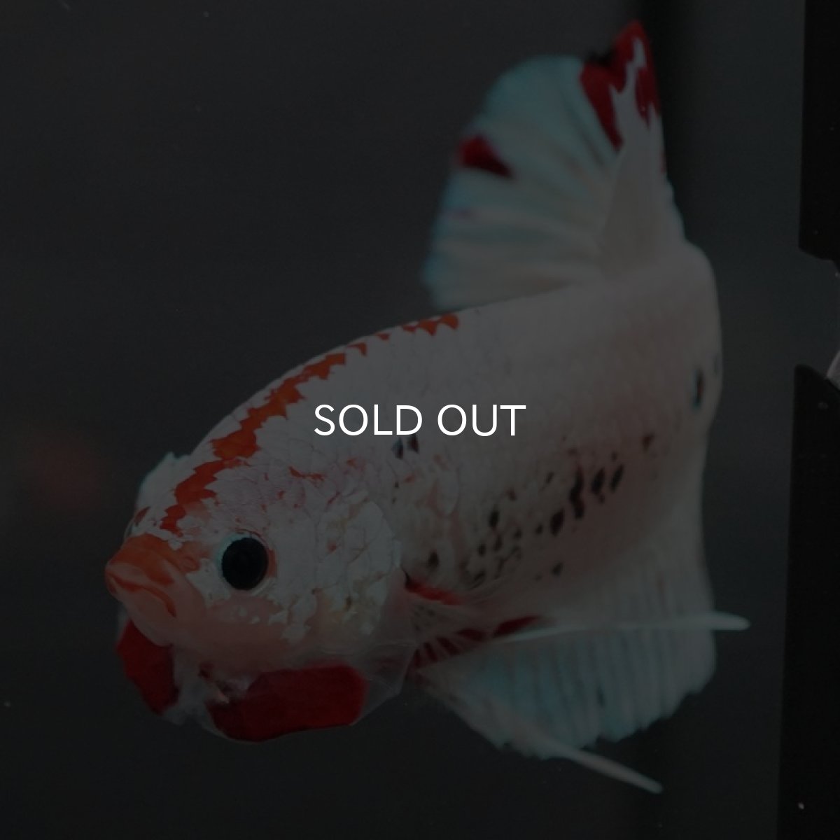 画像5: GHMPK ホワイトファンシー (5)