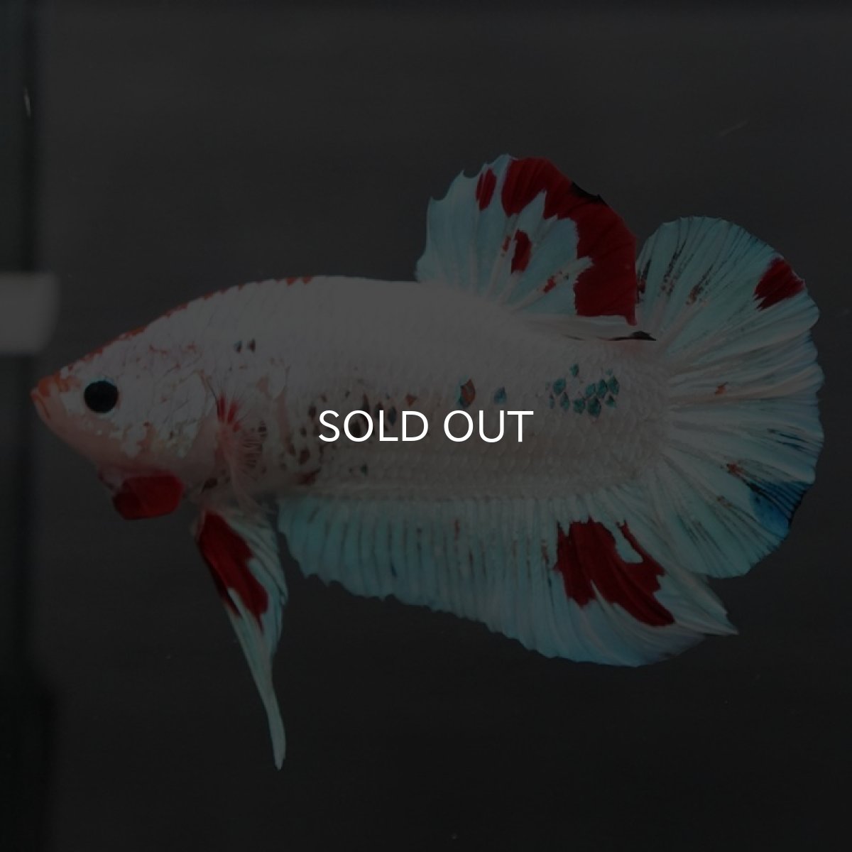 画像4: GHMPK ホワイトファンシー (4)