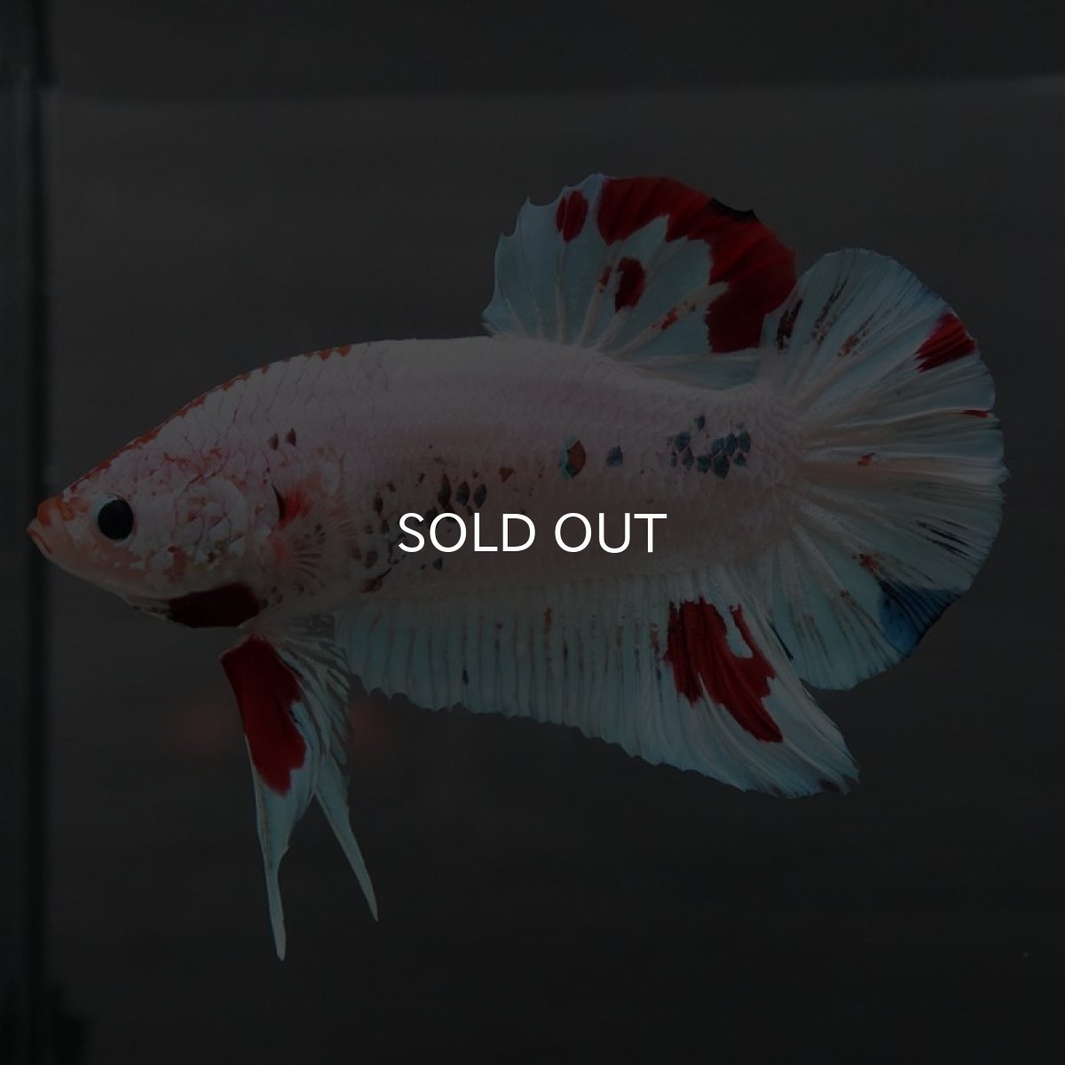 画像3: GHMPK ホワイトファンシー (3)