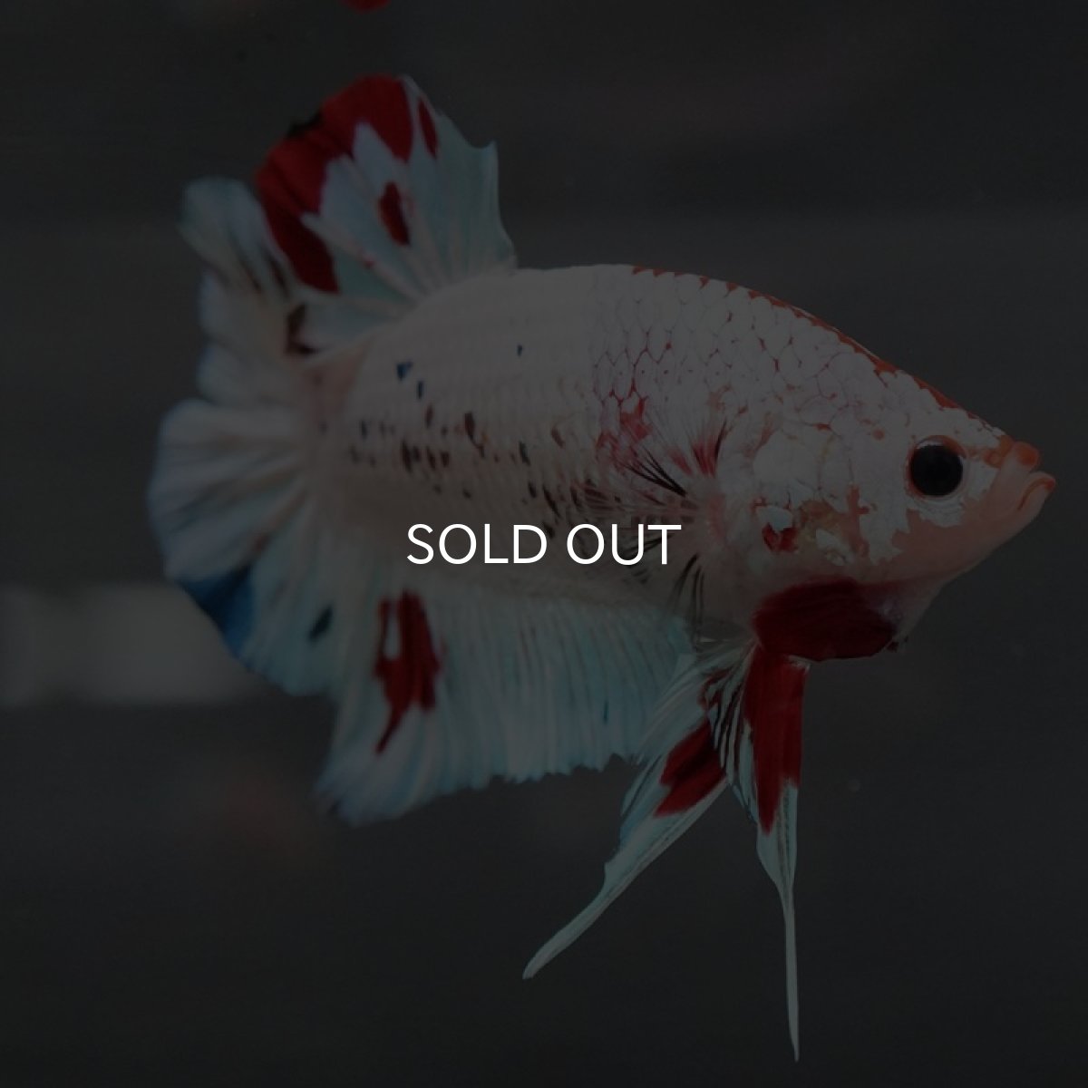 画像2: GHMPK ホワイトファンシー (2)