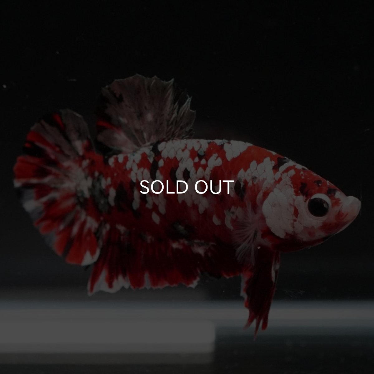 画像4: HMPK レッドギャラクシー (4)