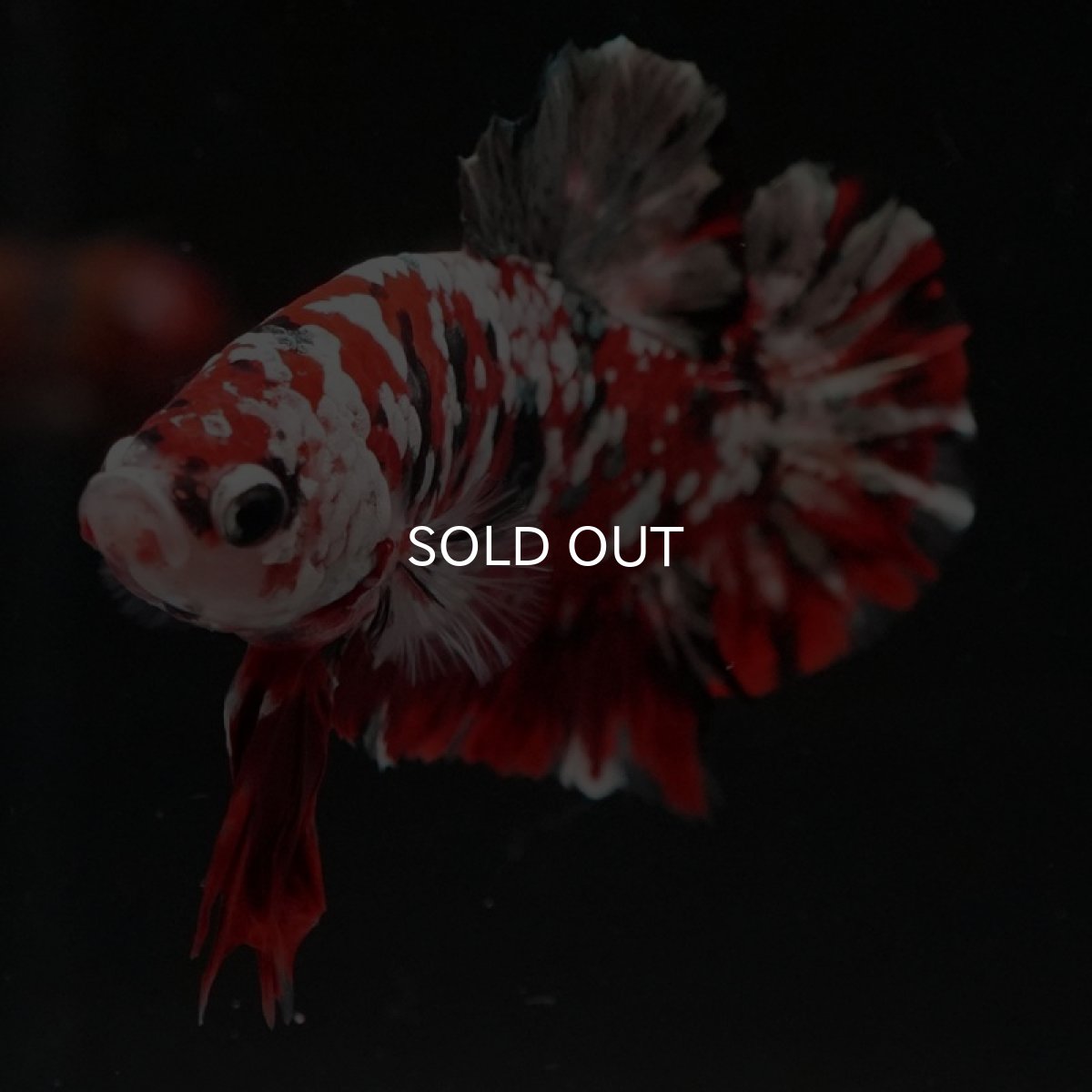 画像3: HMPK レッドギャラクシー (3)