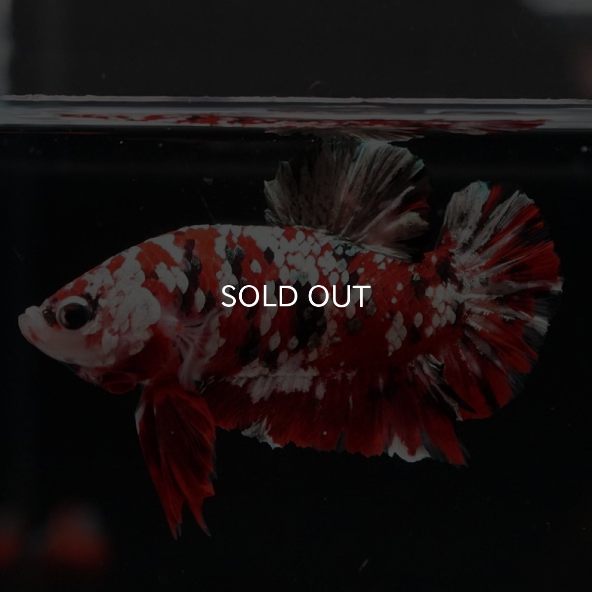 画像2: HMPK レッドギャラクシー (2)