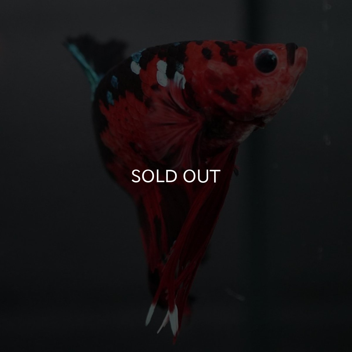 画像5: GHMPK レッドギャラクシー (5)