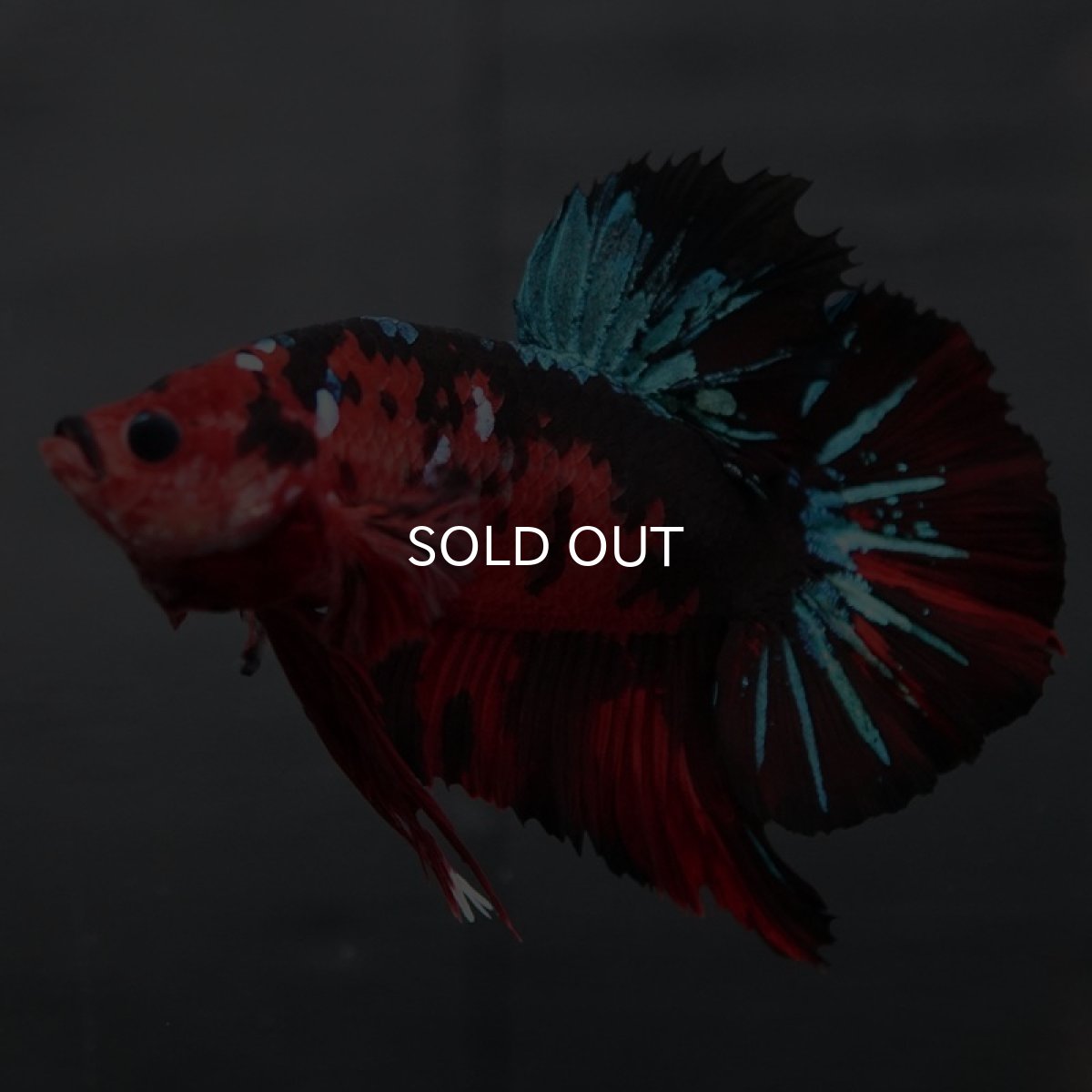 画像4: GHMPK レッドギャラクシー (4)