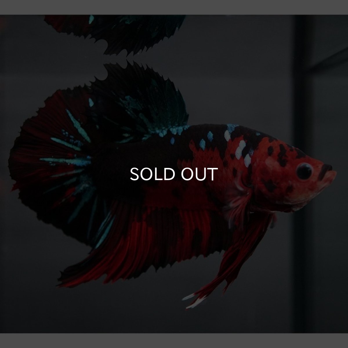 画像3: GHMPK レッドギャラクシー (3)