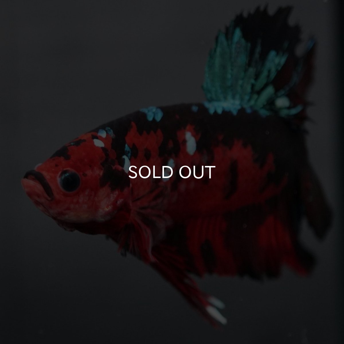 画像2: GHMPK レッドギャラクシー (2)