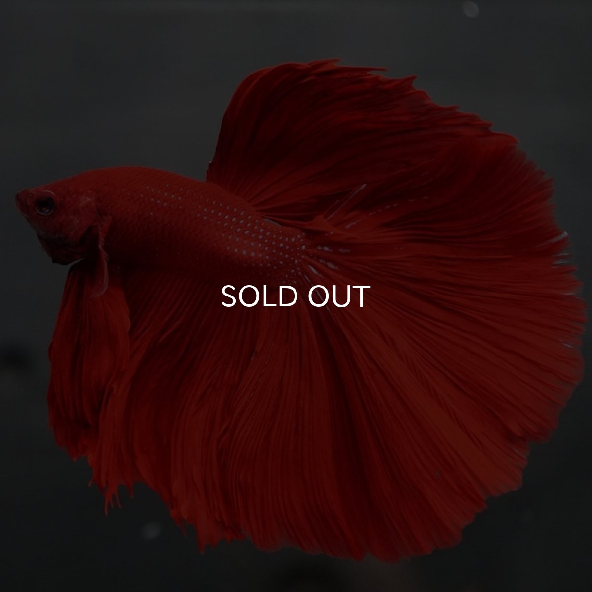 画像6: HM　ソリッドレッド (6)