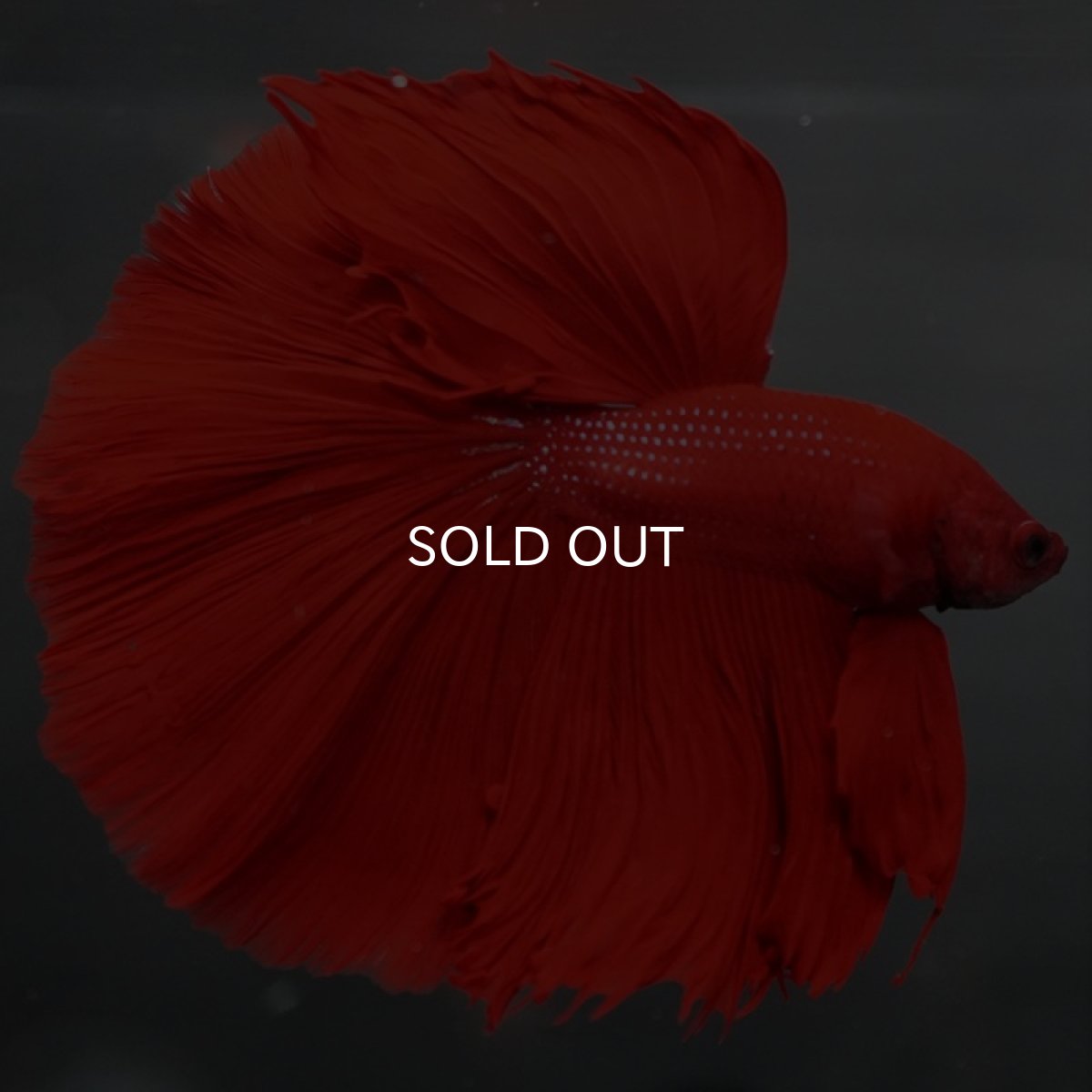 画像2: HM　ソリッドレッド (2)