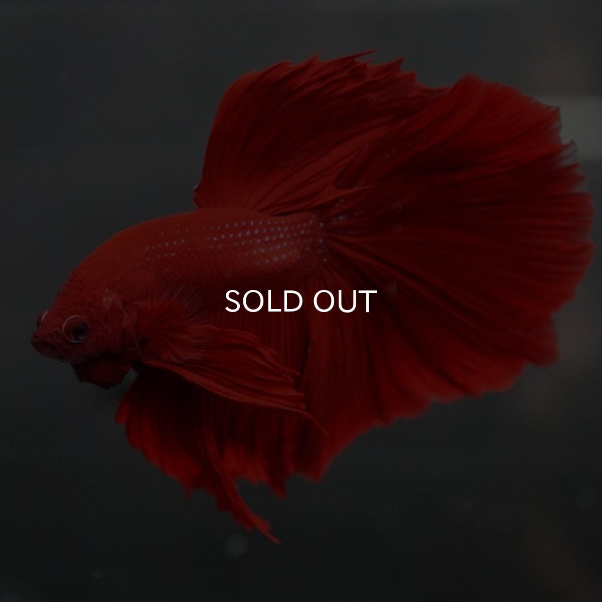 画像5: HM　ソリッドレッド (5)