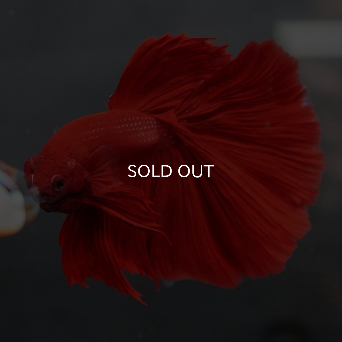 画像4: HM　ソリッドレッド (4)