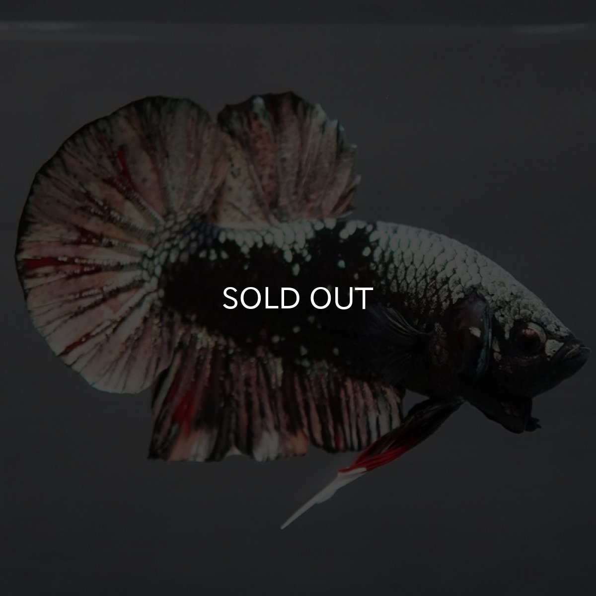 画像2: HMPK　ブラックカッパー　変わり柄 (2)