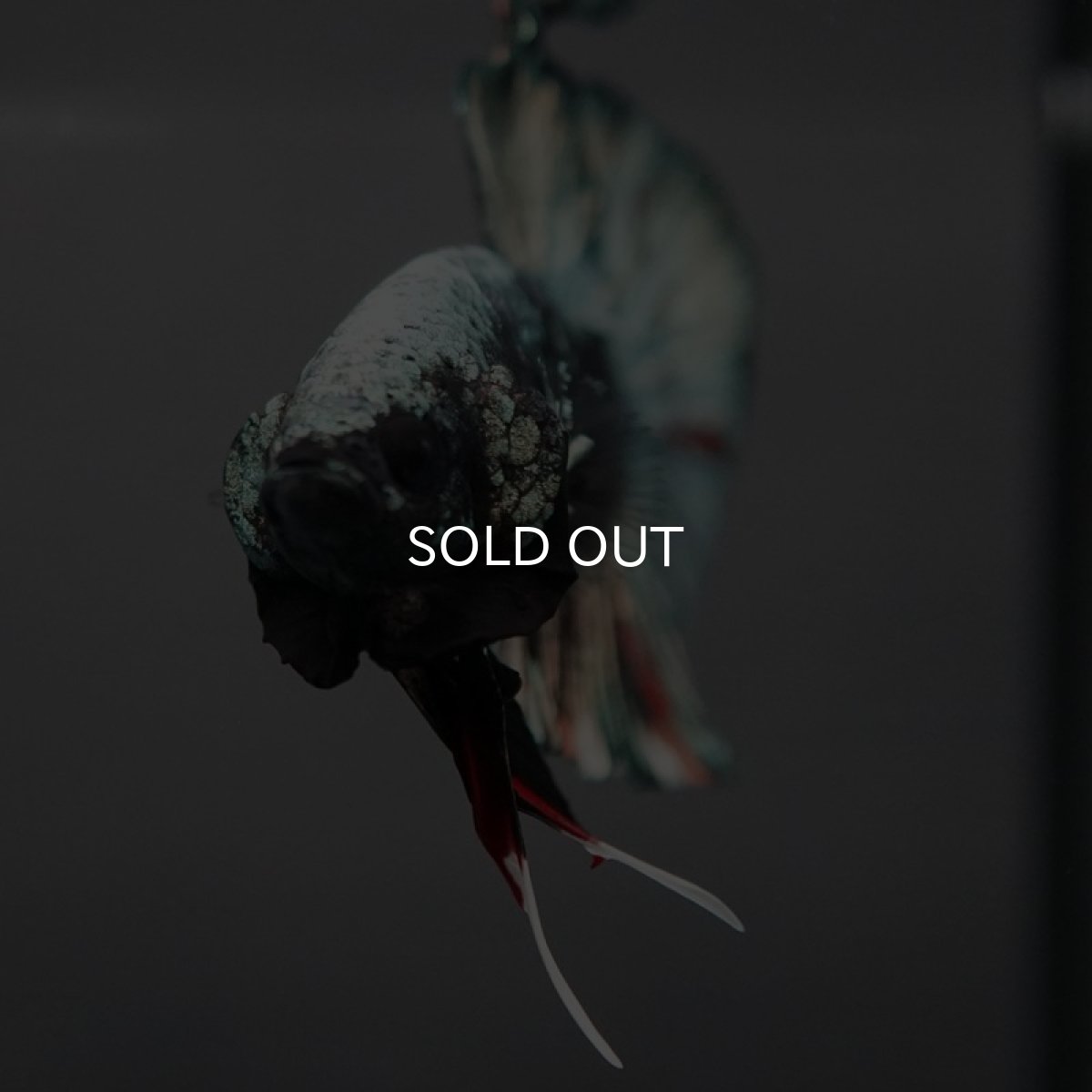 画像5: HMPK　ブラックカッパー　変わり柄 (5)