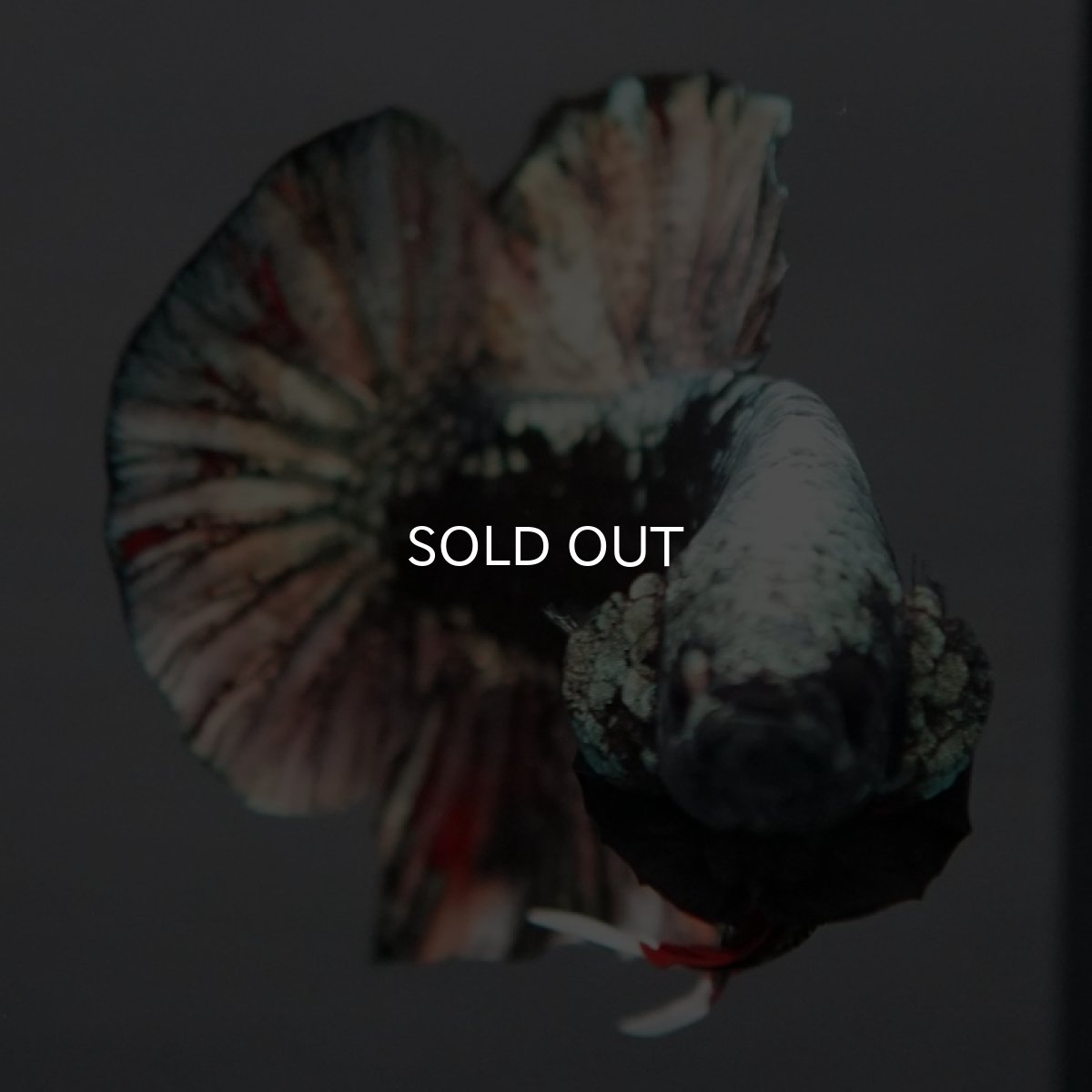 画像4: HMPK　ブラックカッパー　変わり柄 (4)