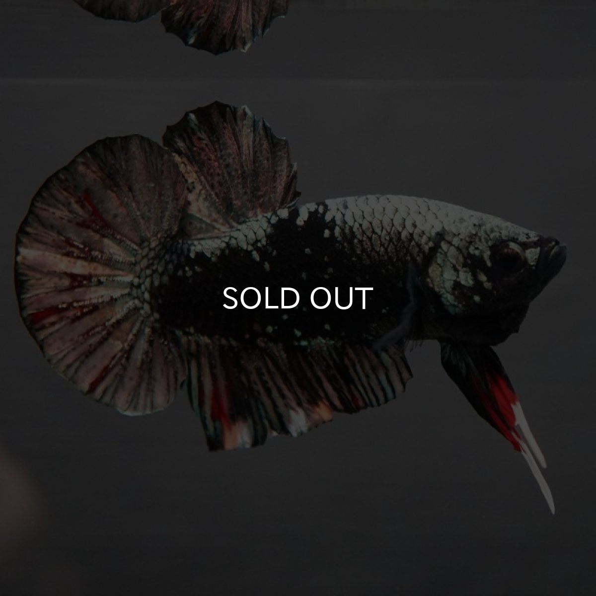 画像3: HMPK　ブラックカッパー　変わり柄 (3)