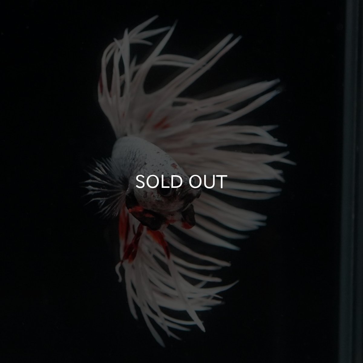 画像7: CT ファンシーカッパー (7)