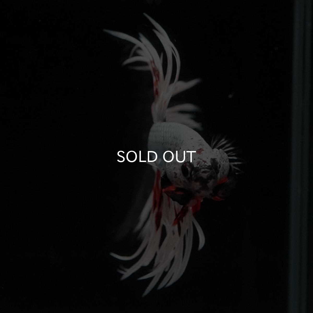 画像6: CT ファンシーカッパー (6)