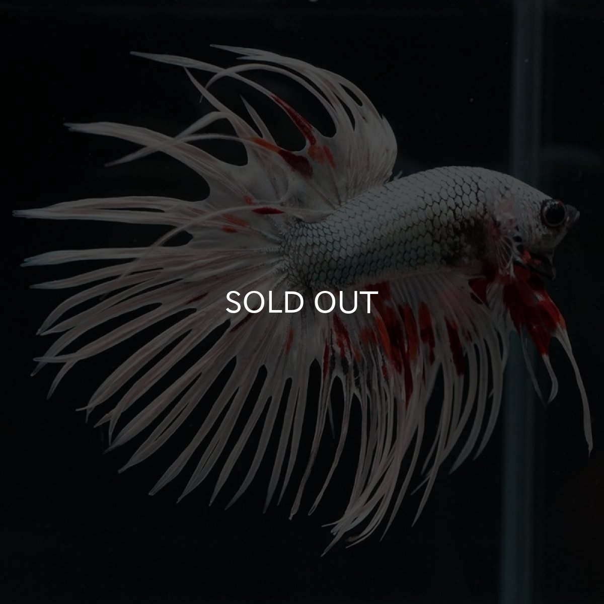 画像5: CT ファンシーカッパー (5)