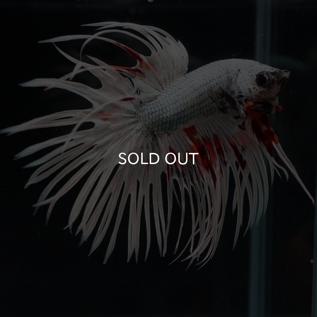 画像4: CT ファンシーカッパー (4)