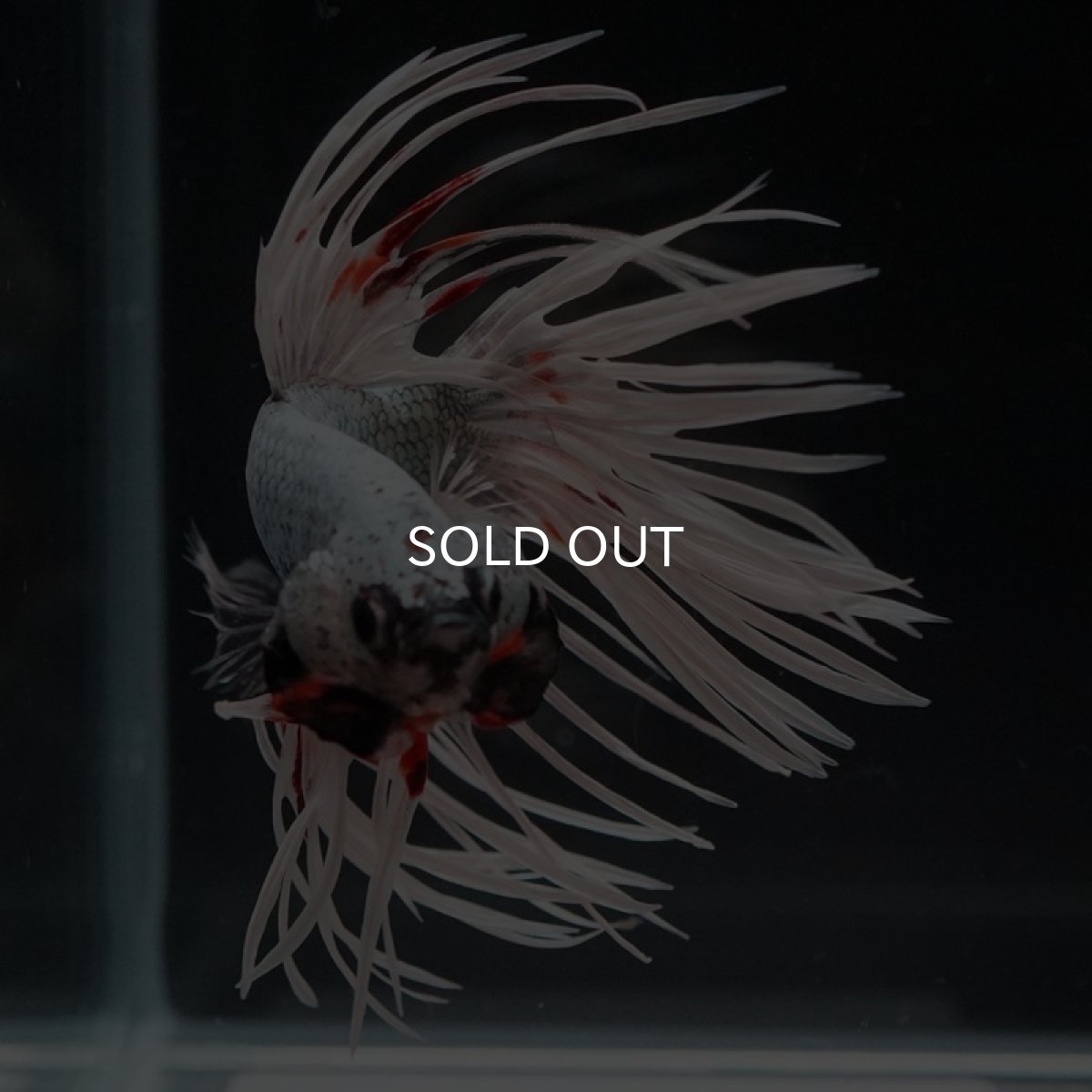 画像3: CT ファンシーカッパー (3)