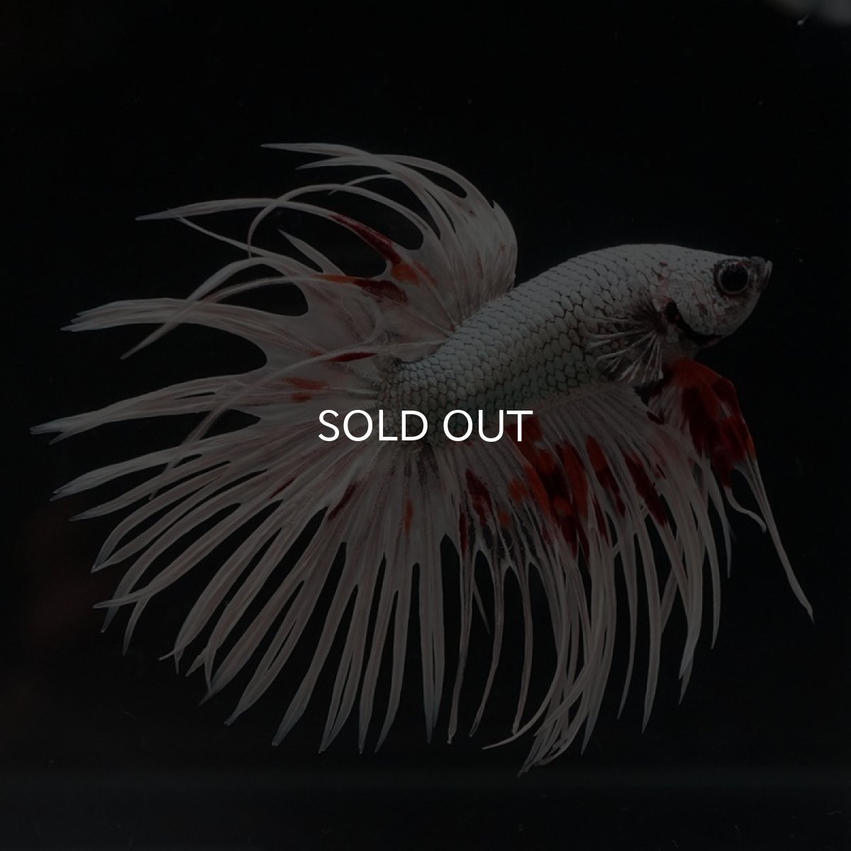 画像2: CT ファンシーカッパー (2)