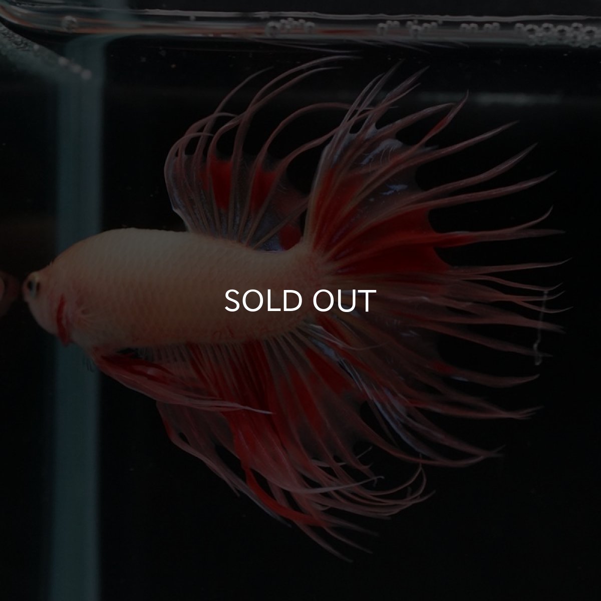 画像10: CT アルマゲドン (10)