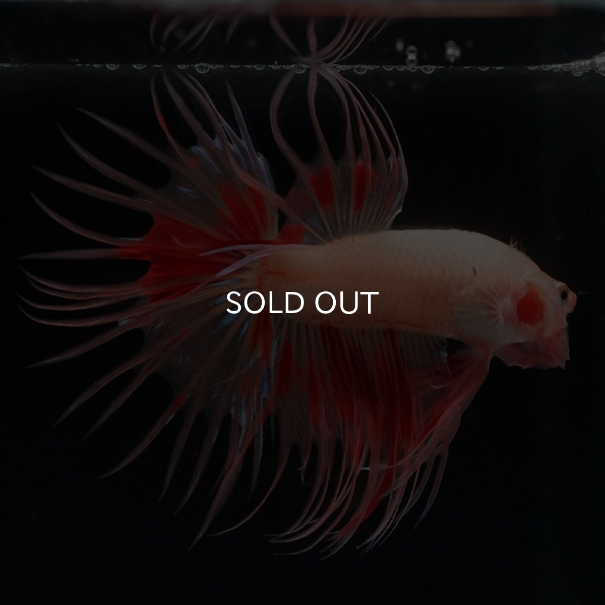 画像9: CT アルマゲドン (9)