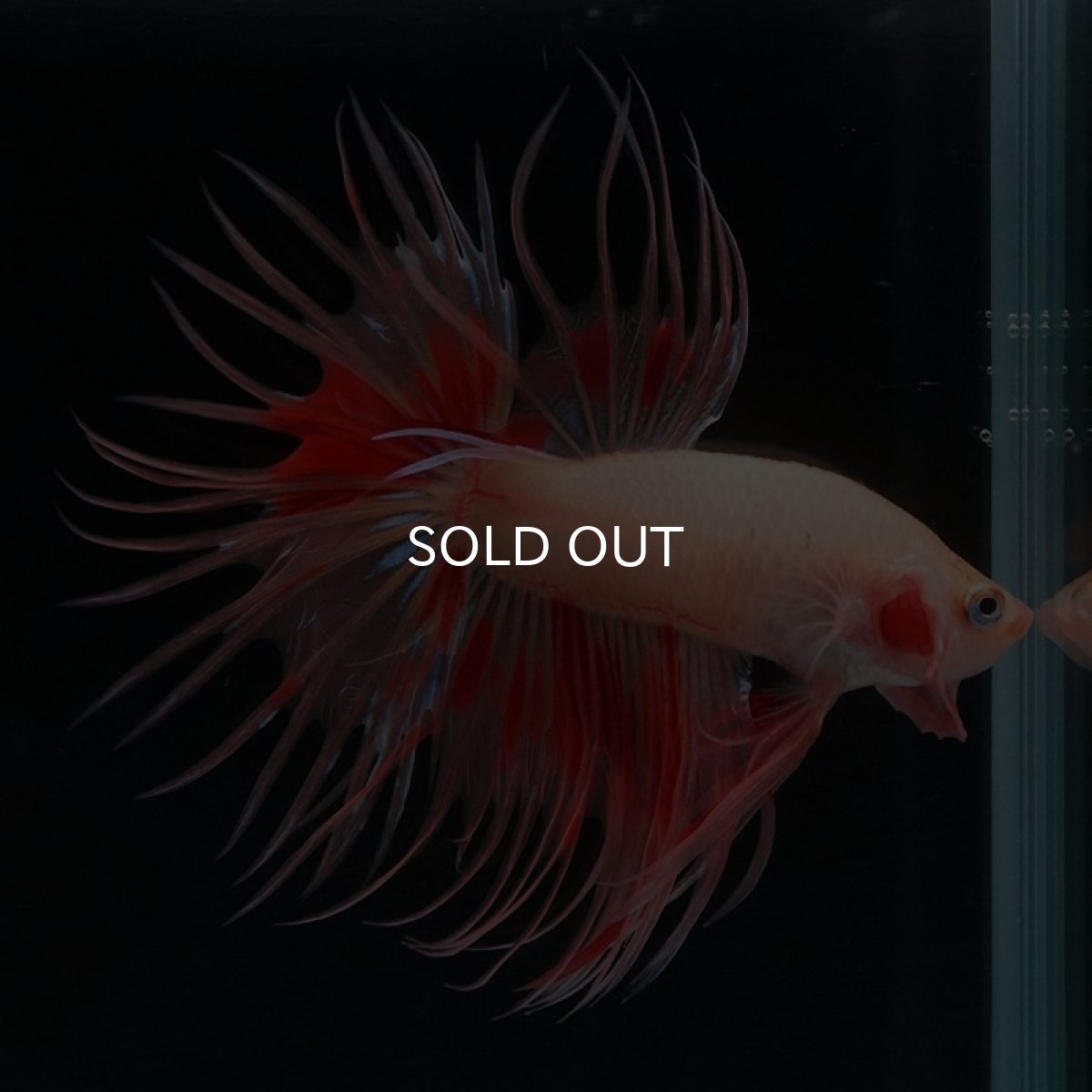 画像2: CT アルマゲドン (2)