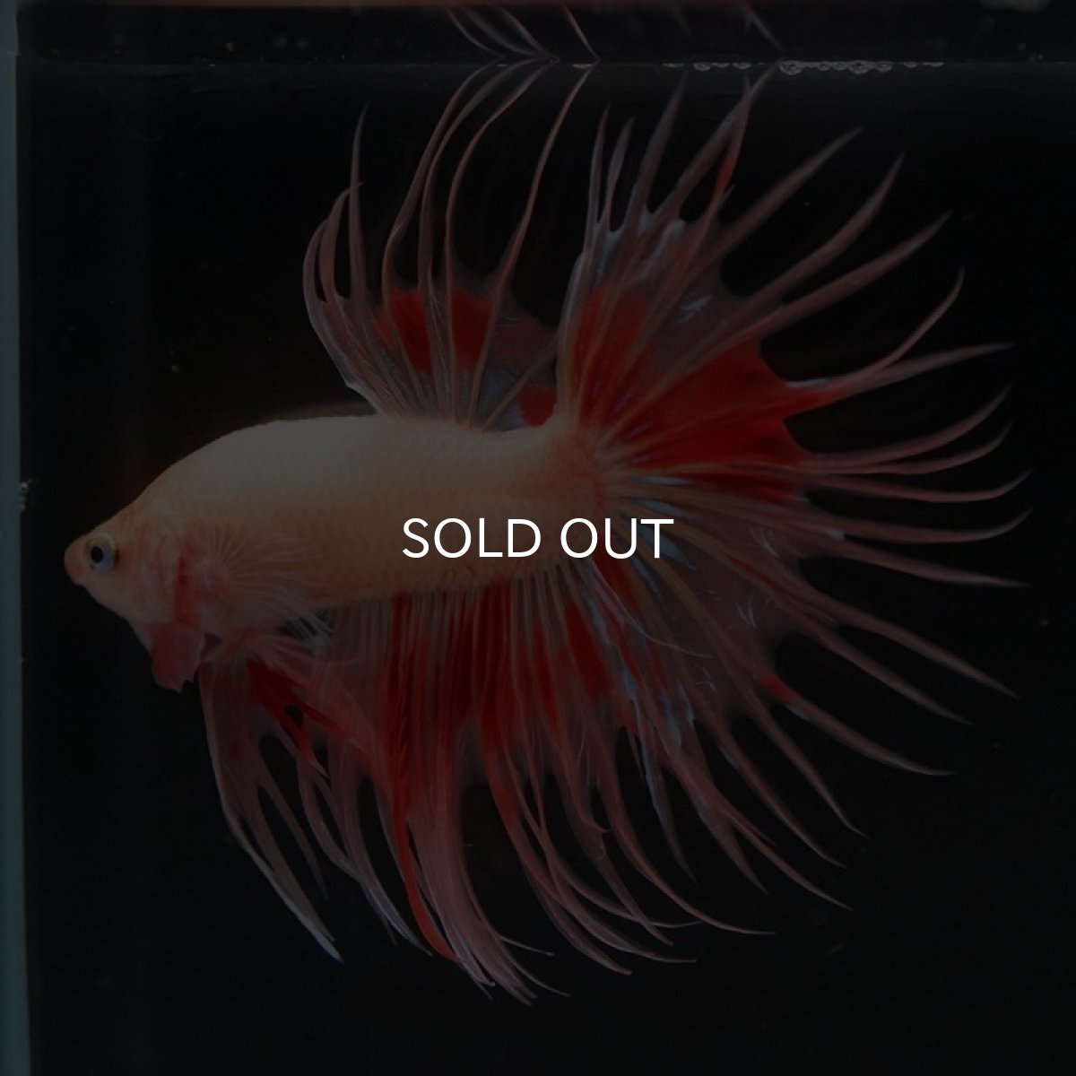 画像8: CT アルマゲドン (8)