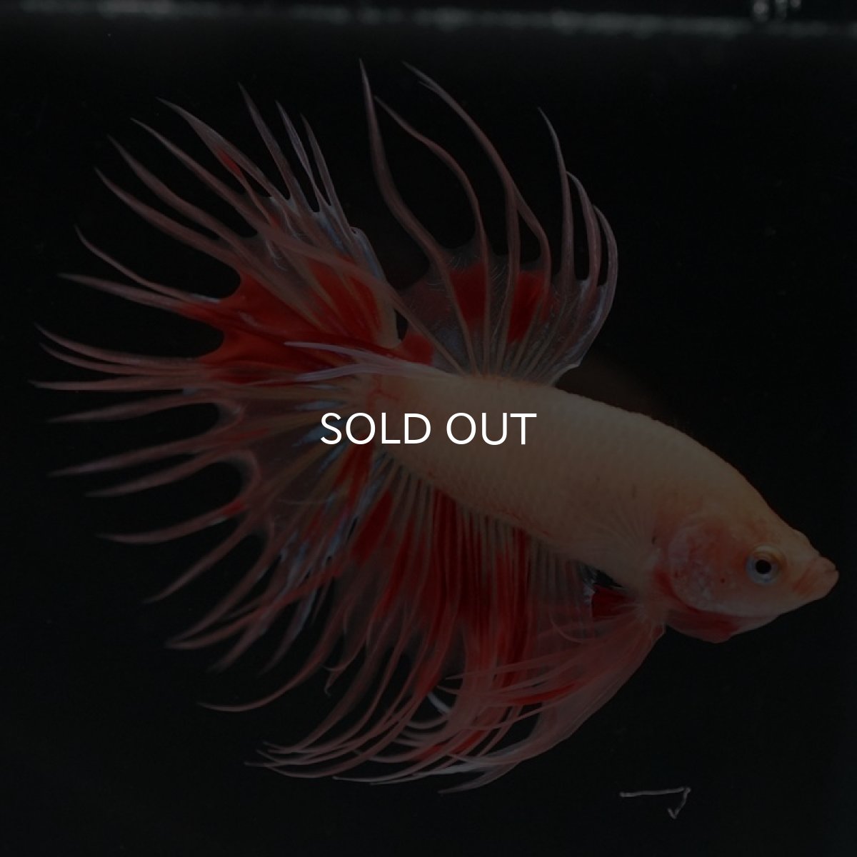 画像7: CT アルマゲドン (7)