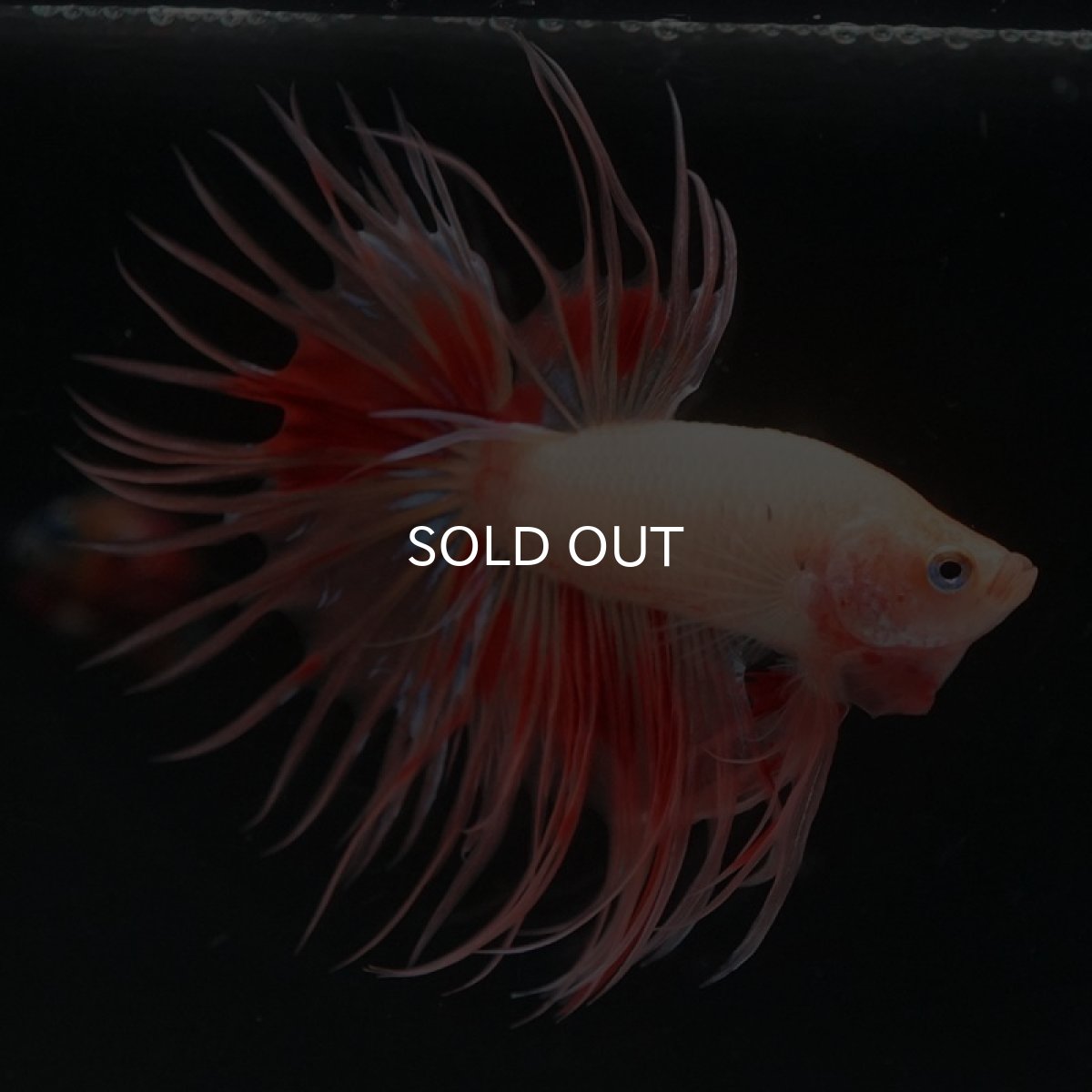 画像6: CT アルマゲドン (6)