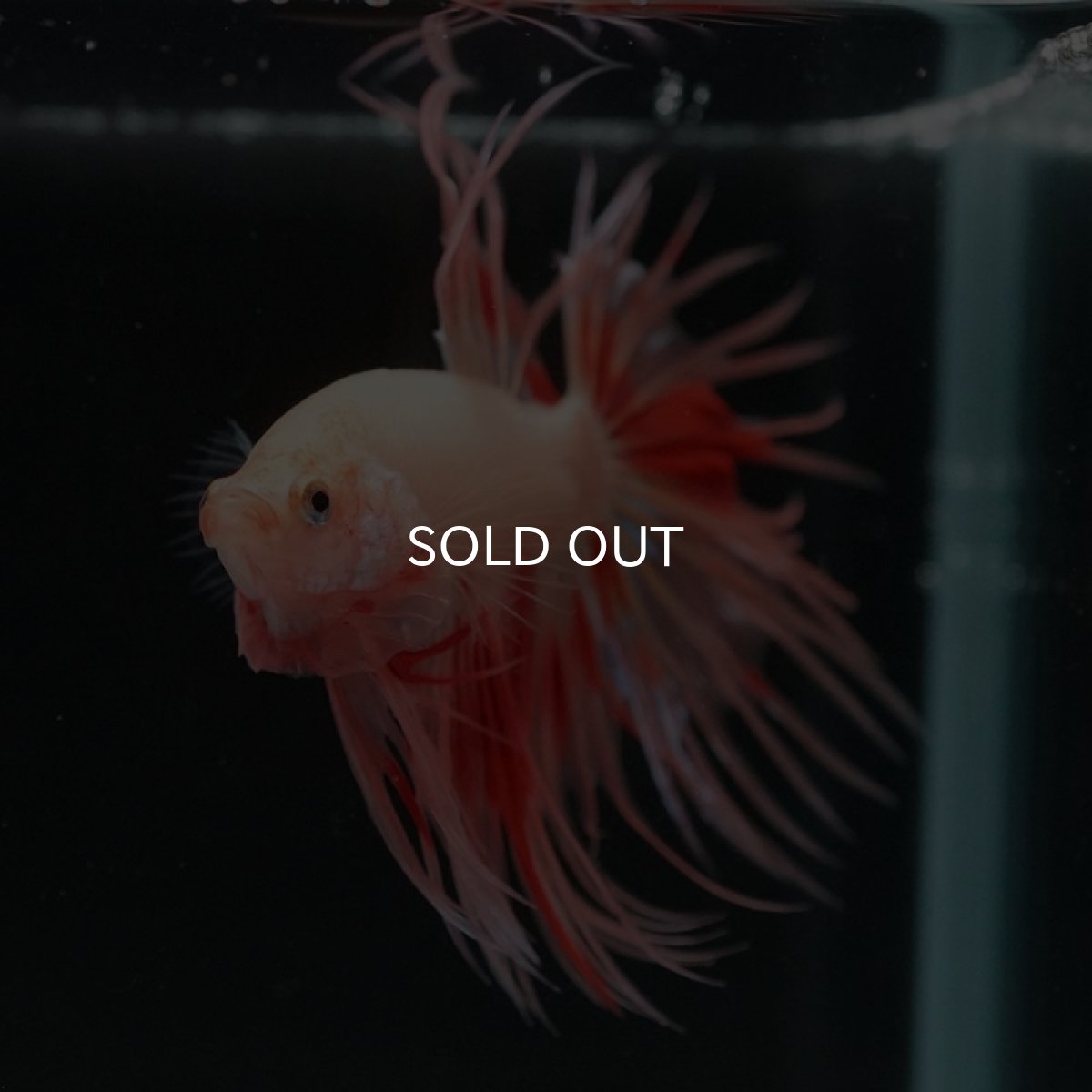 画像5: CT アルマゲドン (5)