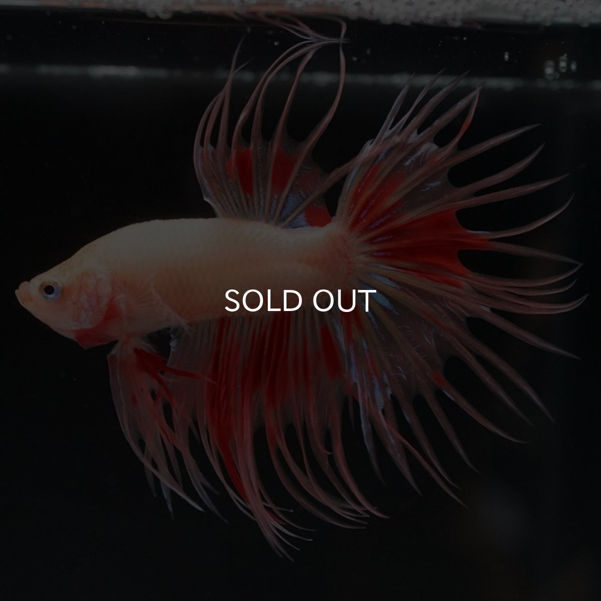 画像4: CT アルマゲドン (4)