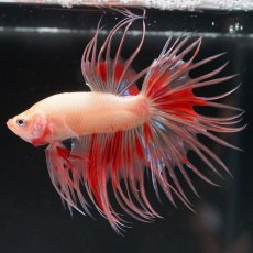 画像4: CT アルマゲドン (4)