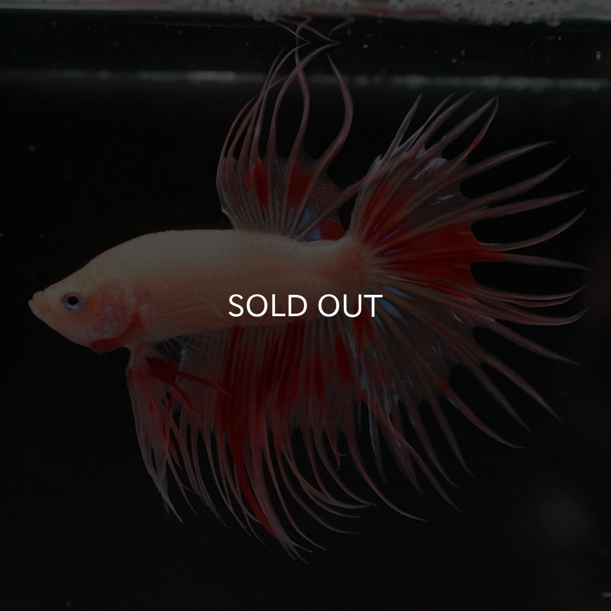 画像3: CT アルマゲドン (3)