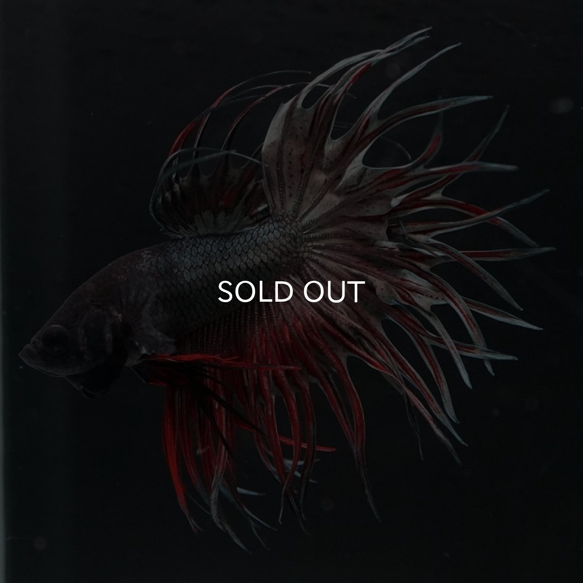 画像7: CT キングクラウン　レッドカッパー (7)