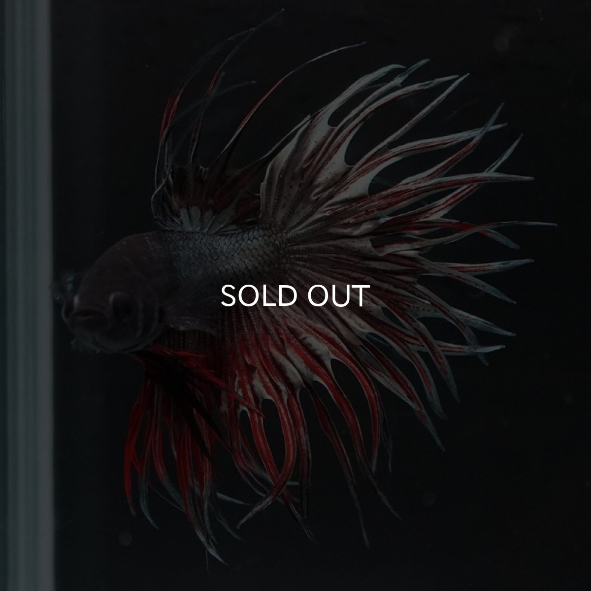 画像6: CT キングクラウン　レッドカッパー (6)