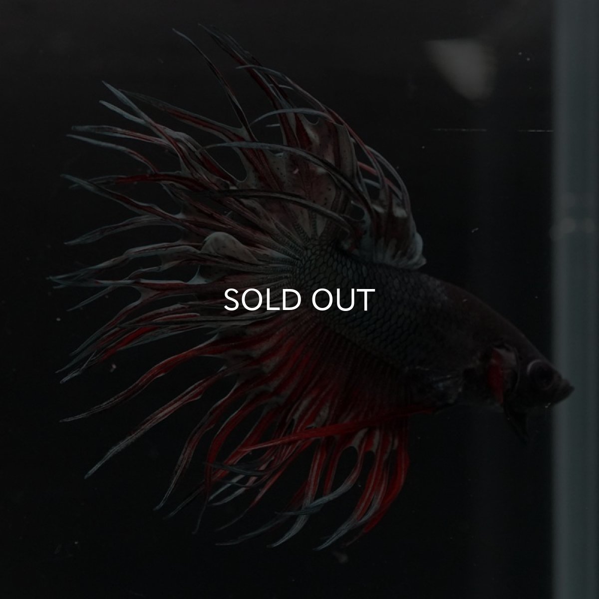 画像5: CT キングクラウン　レッドカッパー (5)