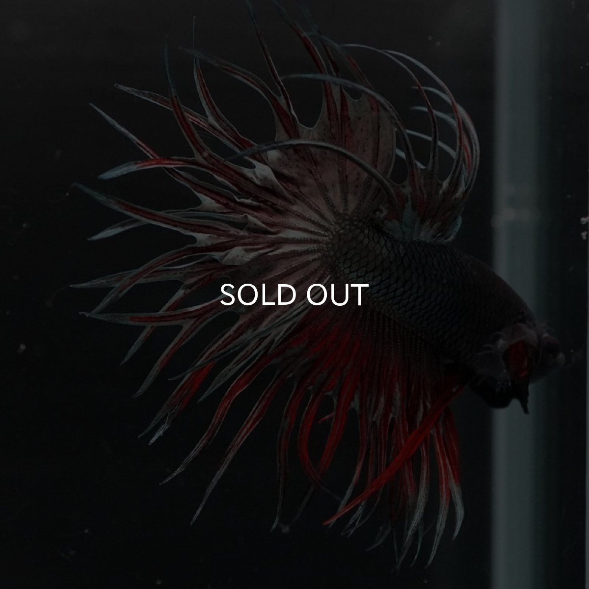 画像4: CT キングクラウン　レッドカッパー (4)