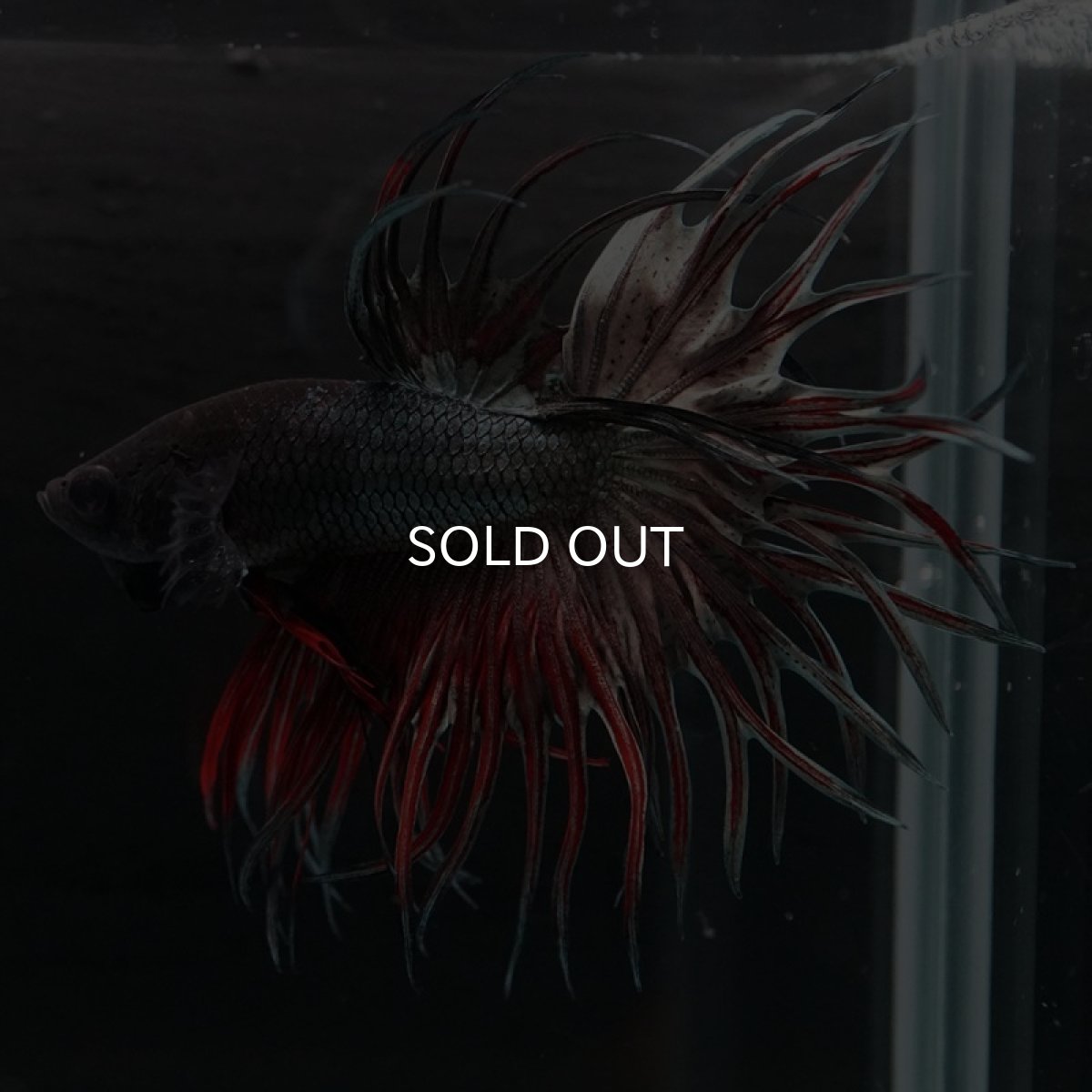 画像3: CT キングクラウン　レッドカッパー (3)