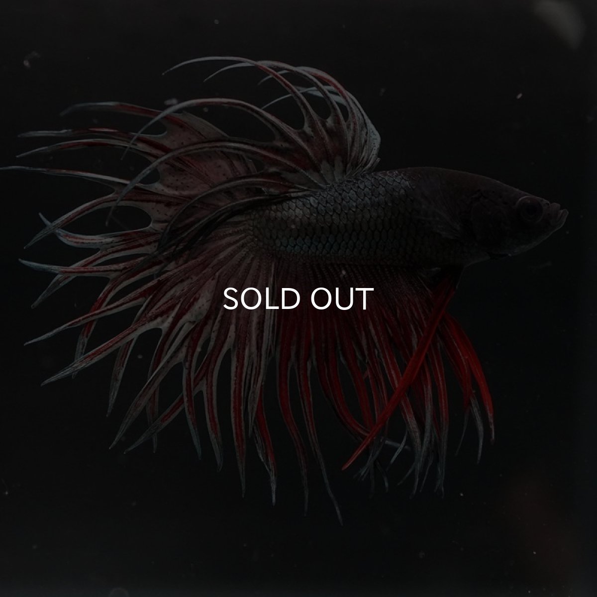 画像2: CT キングクラウン　レッドカッパー (2)