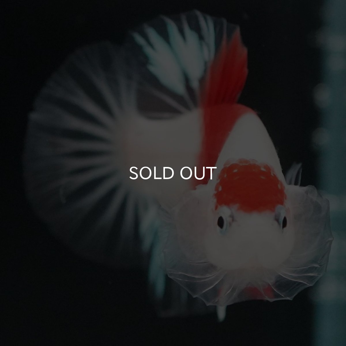 画像4: HMPK　紅白　クリアフィン (4)