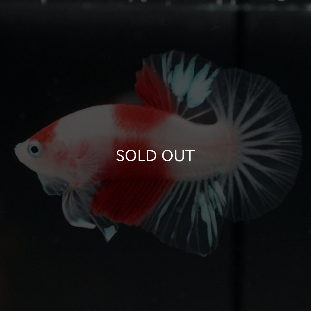 画像2: HMPK　紅白　クリアフィン (2)