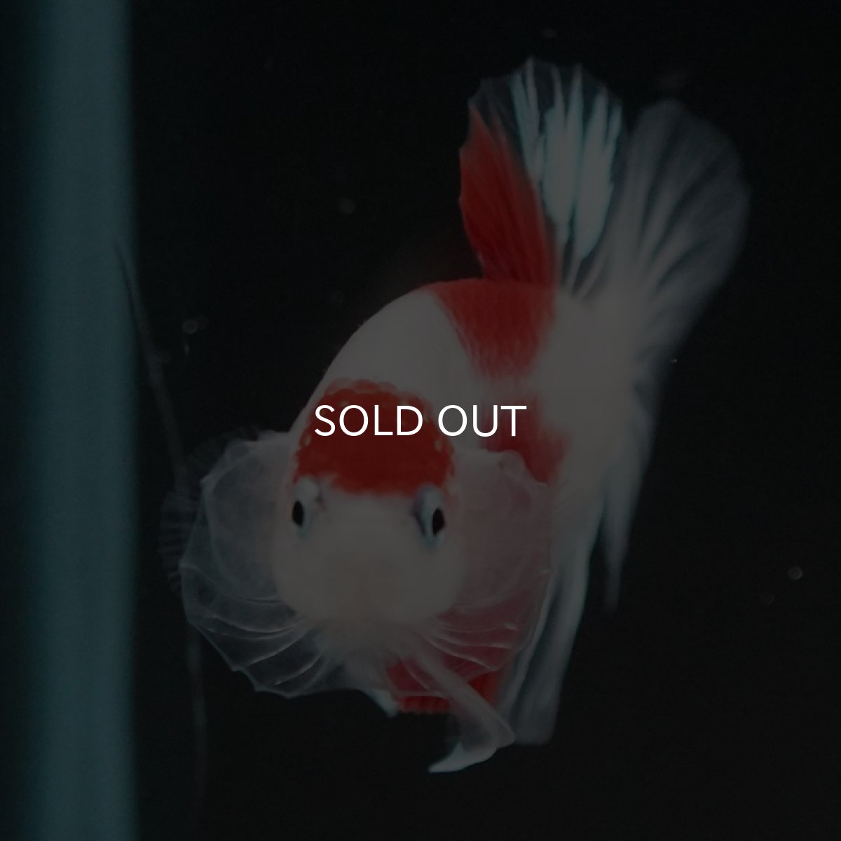 画像3: HMPK　紅白　クリアフィン (3)