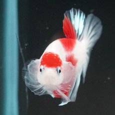 画像3: HMPK　紅白　クリアフィン (3)