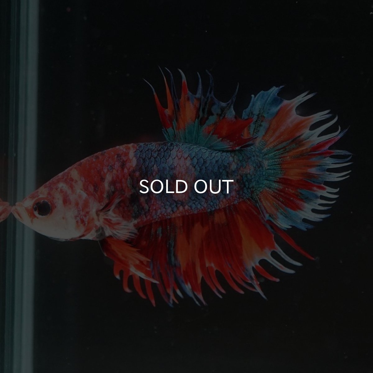 画像6: CTPK キャンディ (6)