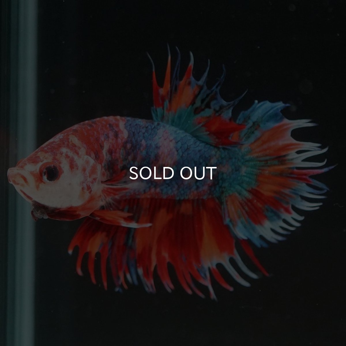 画像5: CTPK キャンディ (5)