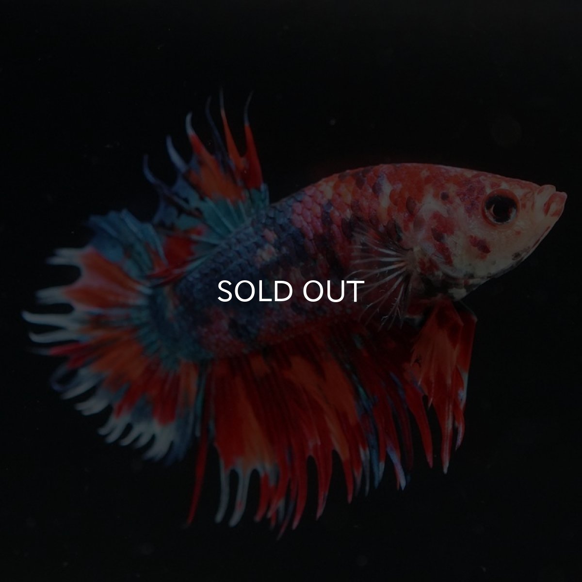 画像4: CTPK キャンディ (4)