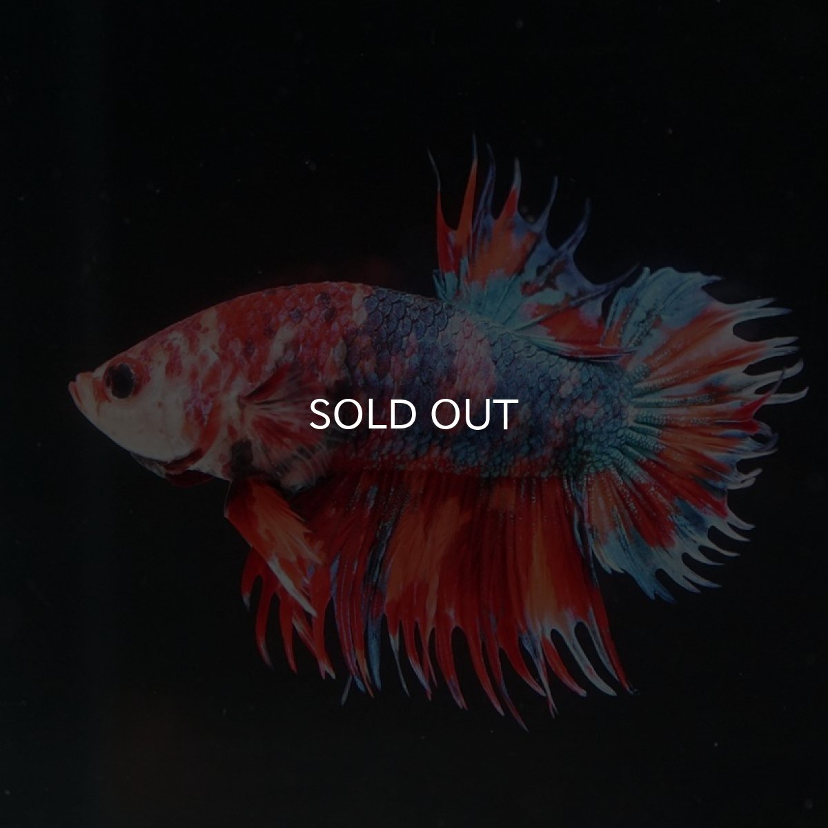 画像3: CTPK キャンディ (3)